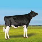 Irmãos Brant - BEACHER CV