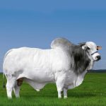 Irmãos Brant - AVATAR DA MATINHA CV