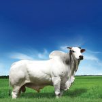 Irmãos Brant - LUFO CV