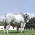 Irmãos Brant - MARISCO CV