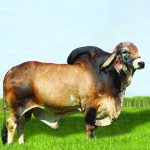 Irmãos Brant - GAIATO CV