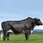 Irmãos Brant - IMPEROR 5/8 CV