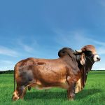 Irmãos Brant - HADJI SF