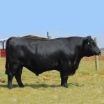 Irmãos Brant - TRADIÇÃO DENSITY CV