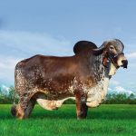 Irmãos Brant - BARBANTE SF