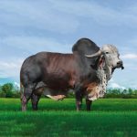 Irmãos Brant - DAVI CV