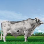 Irmãos Brant - ALADO 3/4 CV