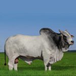 Irmãos Brant - NEOGEN KA CV