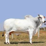 Irmãos Brant - BARBARO EAO CV