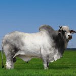 Irmãos Brant - WKF4 ÁRABE CV