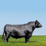 Irmãos Brant - SOUTHSIDE CV