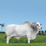 Irmãos Brant - MACEGAL CV