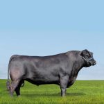 Irmãos Brant - RIO NEGRO CV