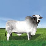 Irmãos Brant - RANCHI CV