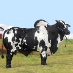 Irmãos Brant - VITORIOSO CV