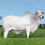 Irmãos Brant - RAGHU CV