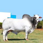 Irmãos Brant - CORINGA MAT CV