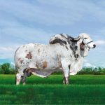 Irmãos Brant - FULMINANTE SF