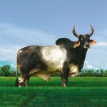 Irmãos Brant - NAPOLE CV