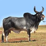 Irmãos Brant - CALICE CV