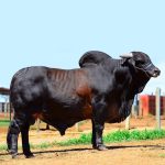 Irmãos Brant - FAMOSO SD CV