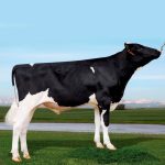 Irmãos Brant - MARTINI CV