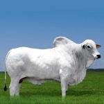 Irmãos Brant - POLLED CV