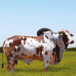 Irmãos Brant - THAGURHU CV