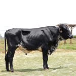 Irmãos Brant - IMPECAVEL 5/8 CV