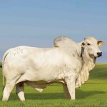 Irmãos Brant - TATUI FM CV