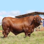 Irmãos Brant - EIROS DA 3M CV