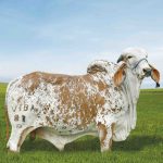 Irmãos Brant - BASA CV