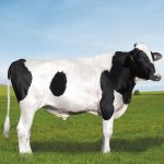 Irmãos Brant - LLA NAPOLEÃO 3/4 CV