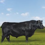 Irmãos Brant - ROBER CV