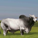 Irmãos Brant - BODRUM CV