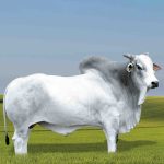 Irmãos Brant - PRO LITRO CV