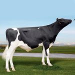 Irmãos Brant - SHAWARMA SF