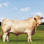 Irmãos Brant - INVICTO CV