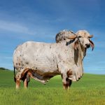 Irmãos Brant - ROMEU FIV CV