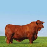 Irmãos Brant - MARISCO DA 3G FIV CV