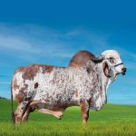 Irmãos Brant - IMPERATIVO F4 SF