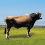 Irmãos Brant - MISTER-BULL SF