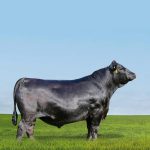 Irmãos Brant - ROCKET CV