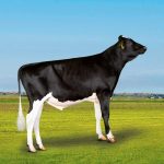 Irmãos Brant - COACH SF