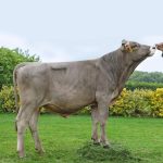 Irmãos Brant - ORIGAN CV