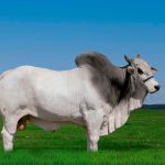 Irmãos Brant - GERENTE CV