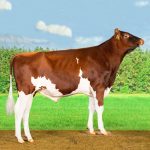 Irmãos Brant - FAITHFUL RED SF