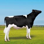 Irmãos Brant - CHUCK HO CV