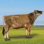 Irmãos Brant - RIPP CV