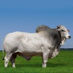 Irmãos Brant - REM HAVARD CV